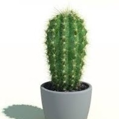 Alexandre Chojnowski