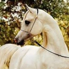 كاظم