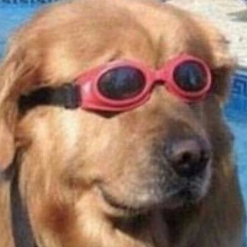 Vous Etes Des Animaux