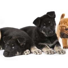 puppy lover