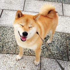 Shiba doggo