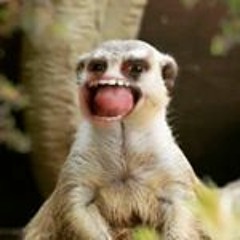 The Meerkat