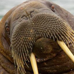 лёва потапов