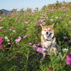 misoxiu