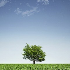Tree picture with blue sky