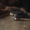 Multiple Trick Pony
