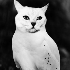 Антон Агафонов