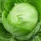 Cabbage x Razz