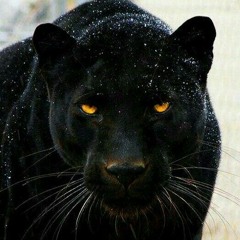 yvnghvntch (younghuntch)