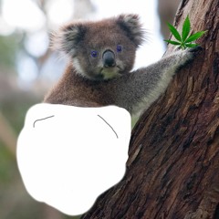 koala J