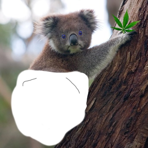 koala J’s avatar