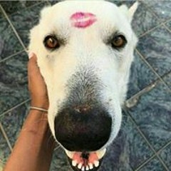 rottwailas