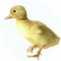 dean