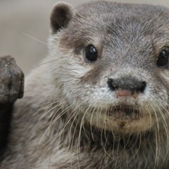 nagoya otter hangout