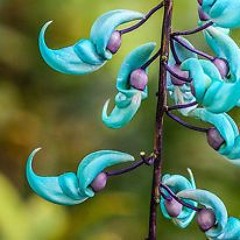 Jade Vine