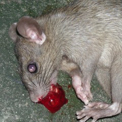 freeky_rat