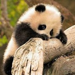 Panda Chou
