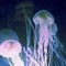 jellyfish.bubbles