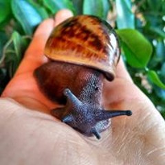 Арсений Павлов