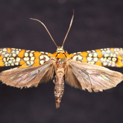 Ailanthus Webworm Moth