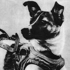 Laik-A Speisdog