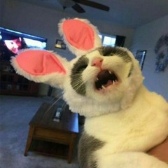 RABBIT CAT