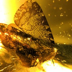 A Moth in Amber
