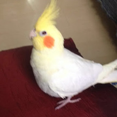 JubirON “Jubiras”