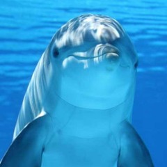 Ralph The Dolphin 27