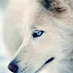 NsTy_Sk11Lz