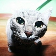 Костя Закревский