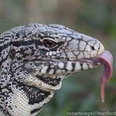 lizard owner