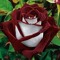 M saleem