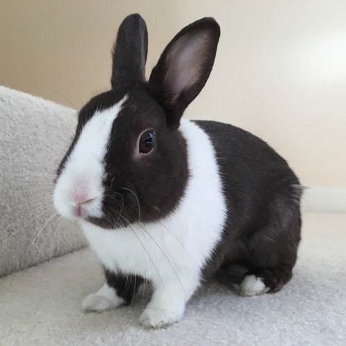 Stream Chantilly Choir music Listen to songs, albums, playlists for