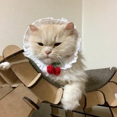 섄이