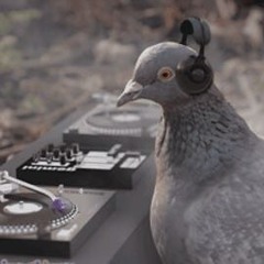 Disco Pigeon