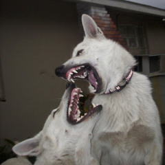 Skoni44