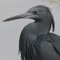 Black Egret