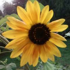 Angela's Rainbowfarts