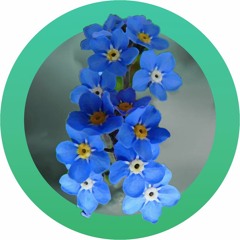 Melancholic Myosotis
