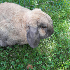 Marlon H.