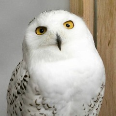 epicowl