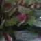 Florice Antonin