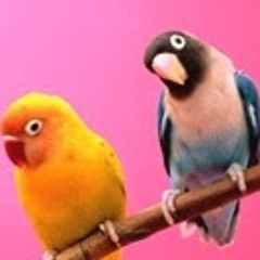 meenu