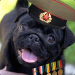 Soviet Pug