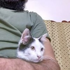 Lala Yasir