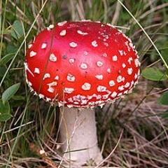 Shrooms
