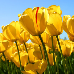 ام فيصل العنزي