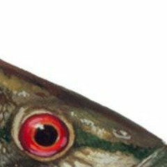 fish like sharks