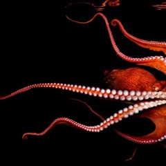 cephalopoda
